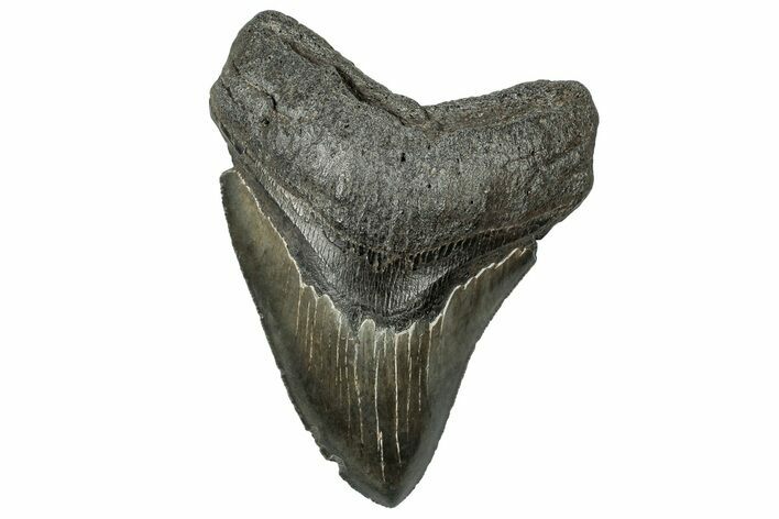 Serrated, Fossil Megalodon Tooth - South Carolina #324292